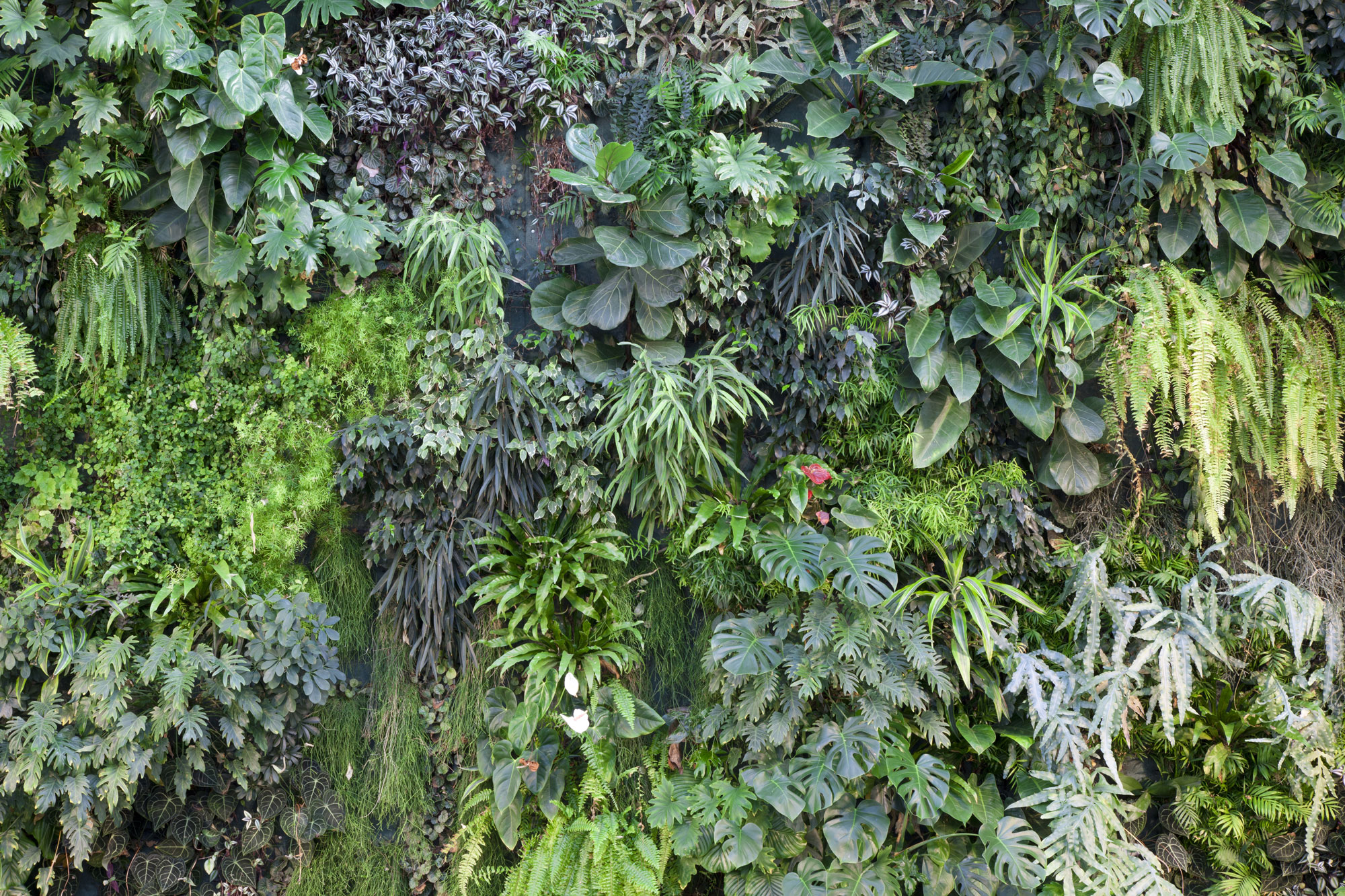 manteroassociati_diesel_vicenza_009 Diesel Breganze green wall